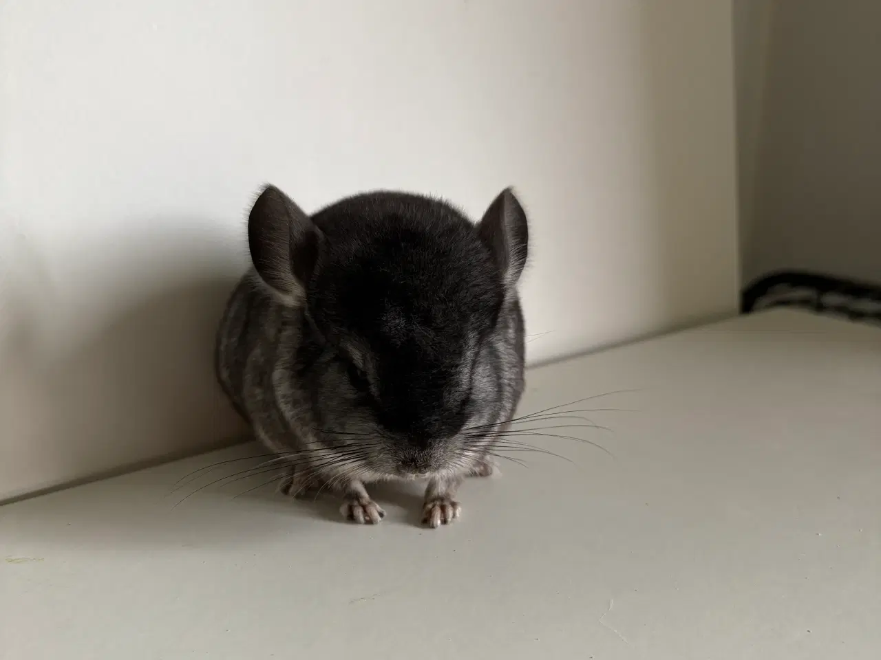 Billede 2 - Pure Grey HAN chinchilla
