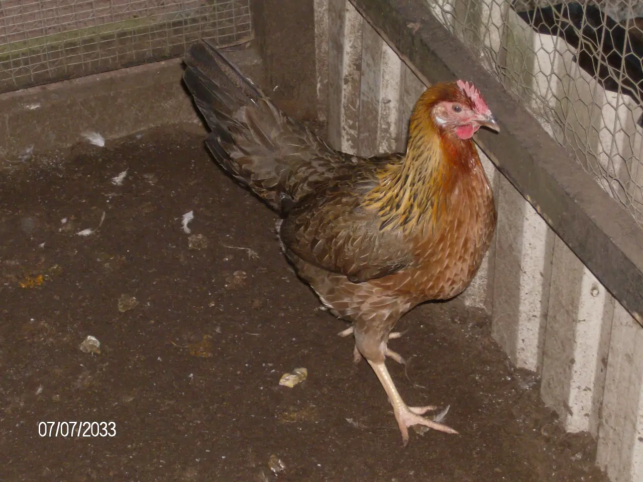 Billede 1 - Hønnekyllinger