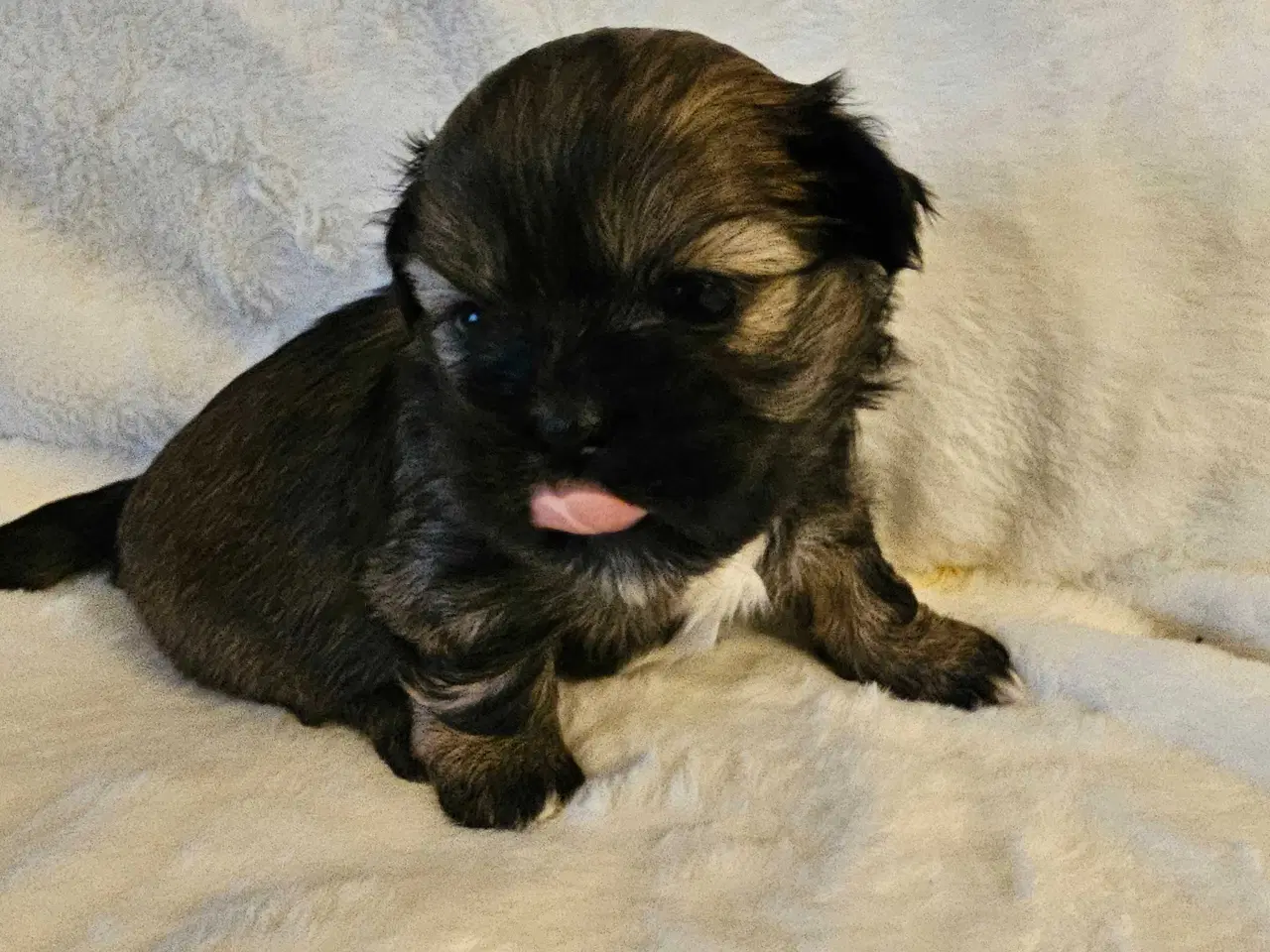 Billede 5 - 3 dejlige hvalpe tilbage🩵🩵 🩷