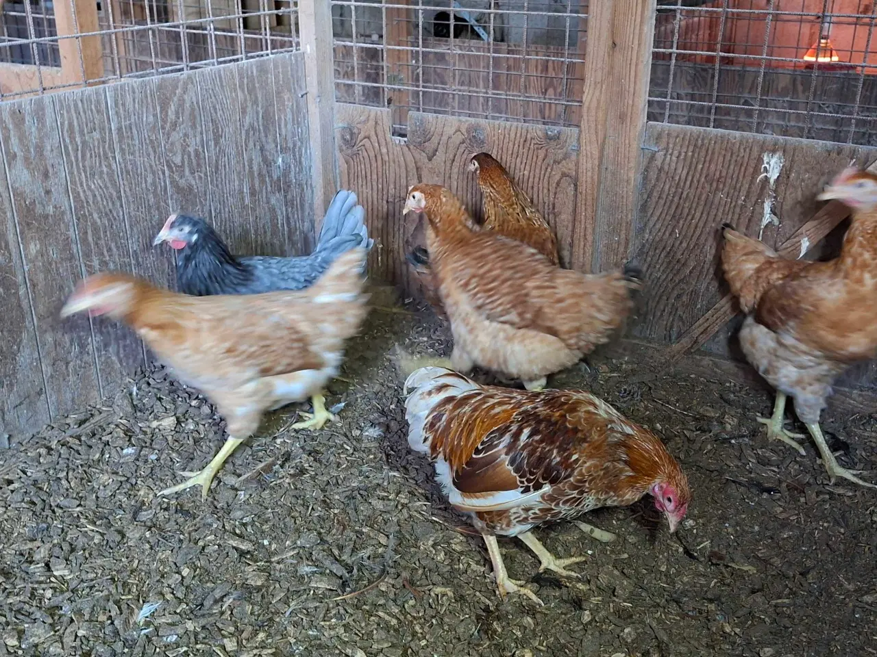 Billede 3 - Høns