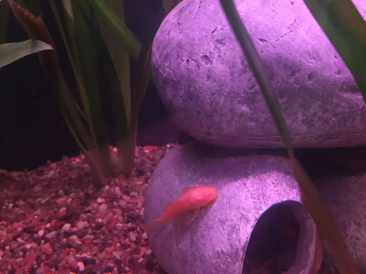 Billede 3 - Slørhaler