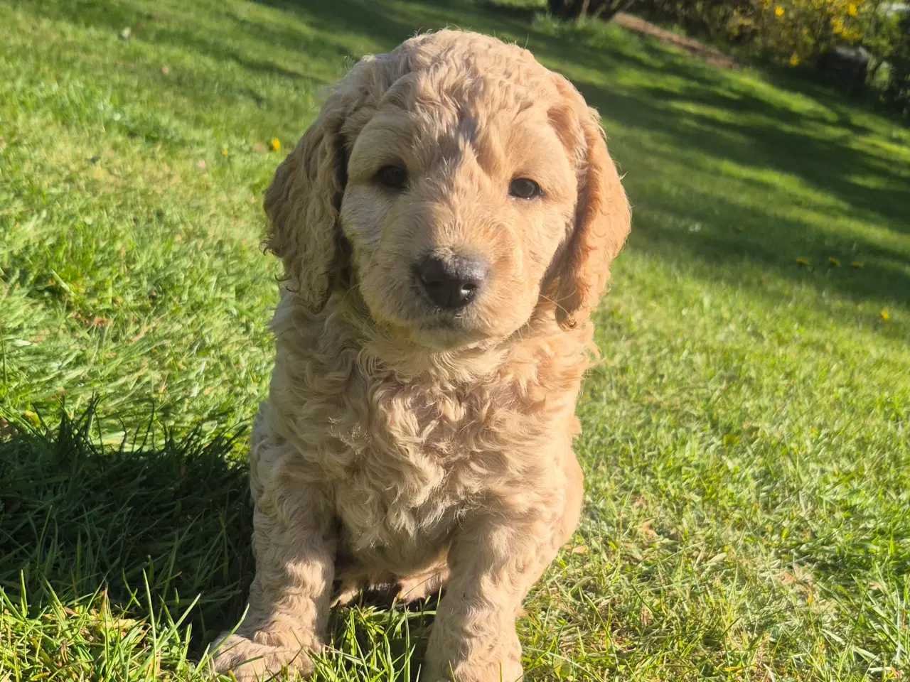 Billede 4 - Goldendoodle  hvalpe - 14-21 kg