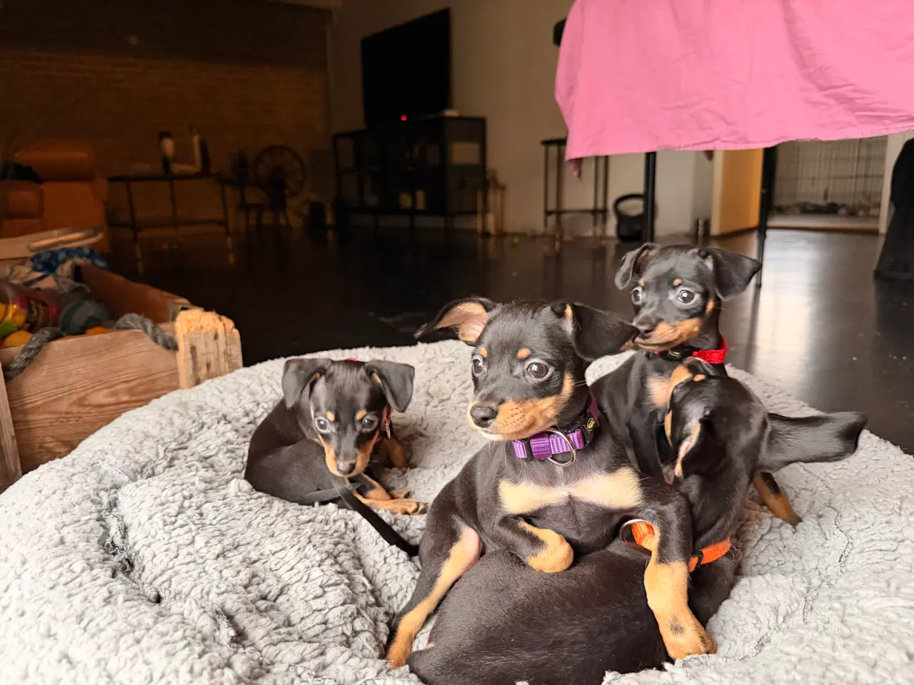 Billede 3 - Lille Hundehvalp 