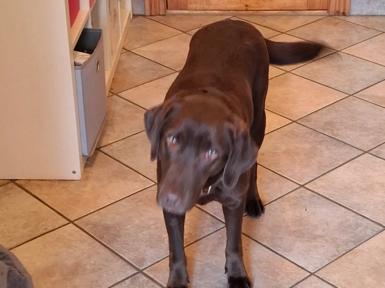 Billede 11 - Skønne LabCollie Hvalpe