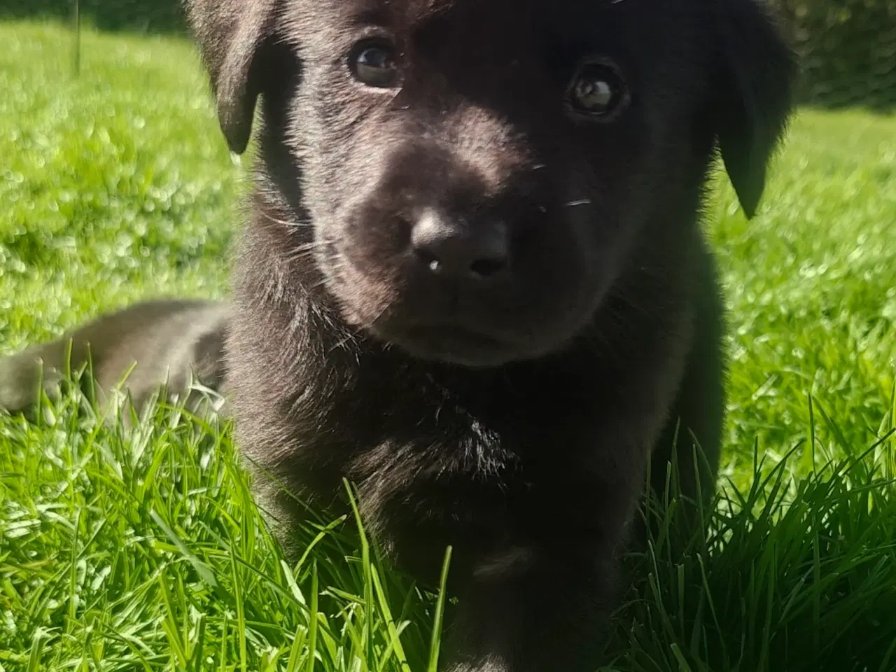 Billede 1 - Labrador formel 1 