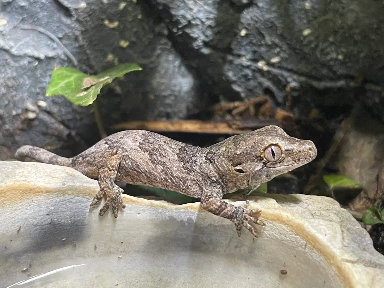 Billede 1 - Gargoyle gecko unger