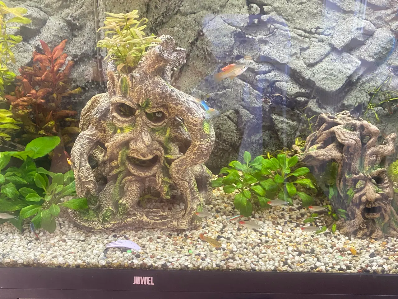 Billede 3 - Juwel akvarie