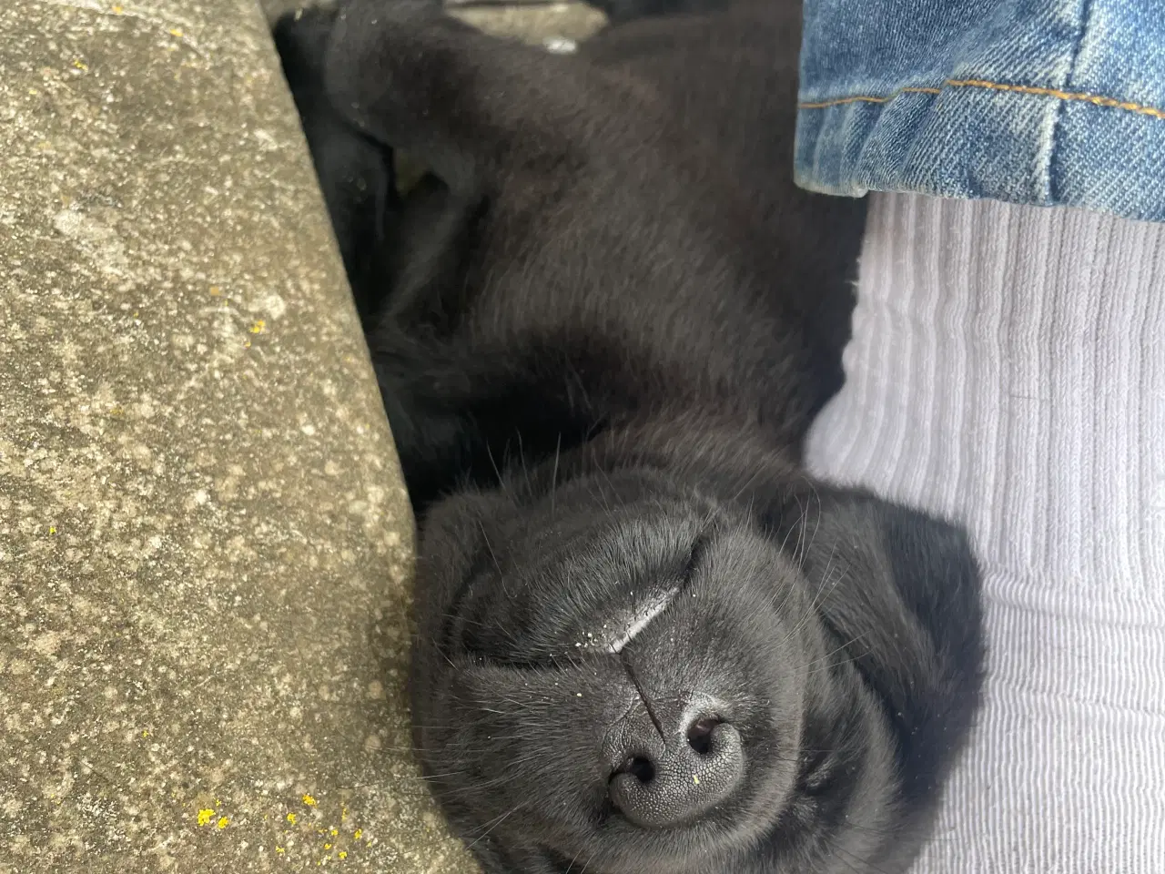 Billede 5 - Labrador Retriver på