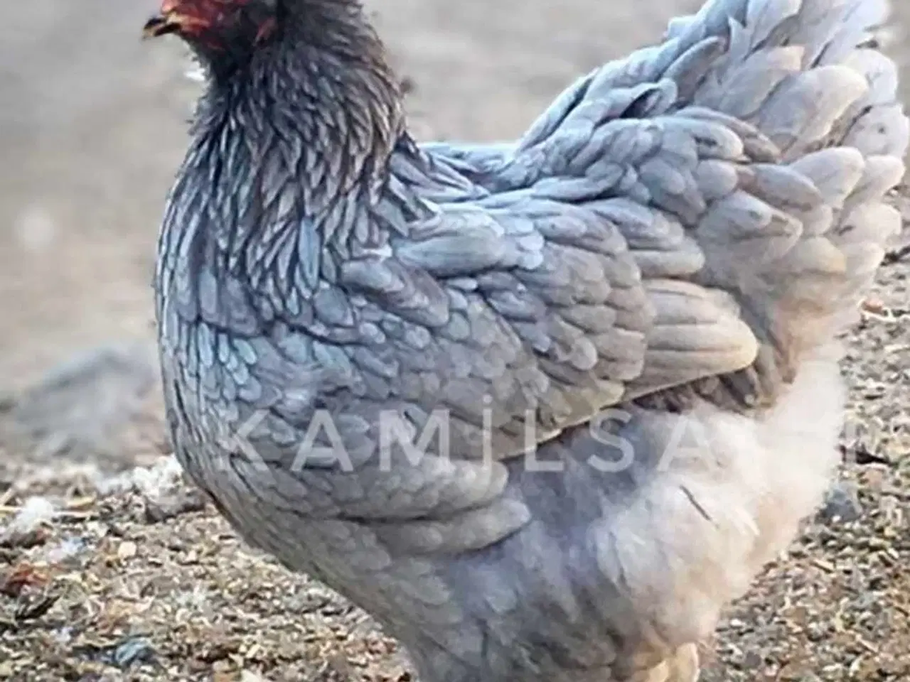 Billede 1 - Rugeæg blå Brahma 