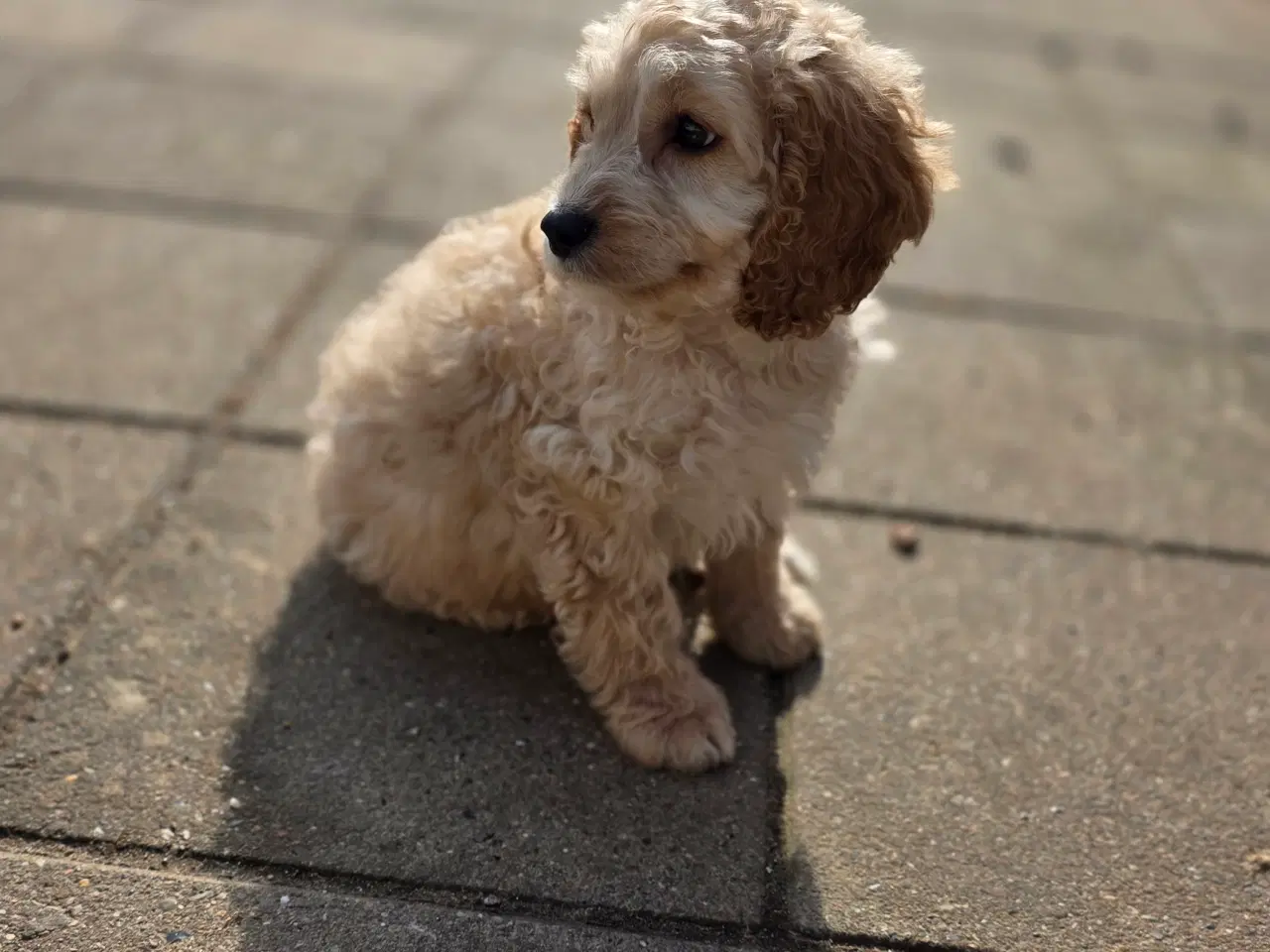 Billede 6 - Cockerpoo