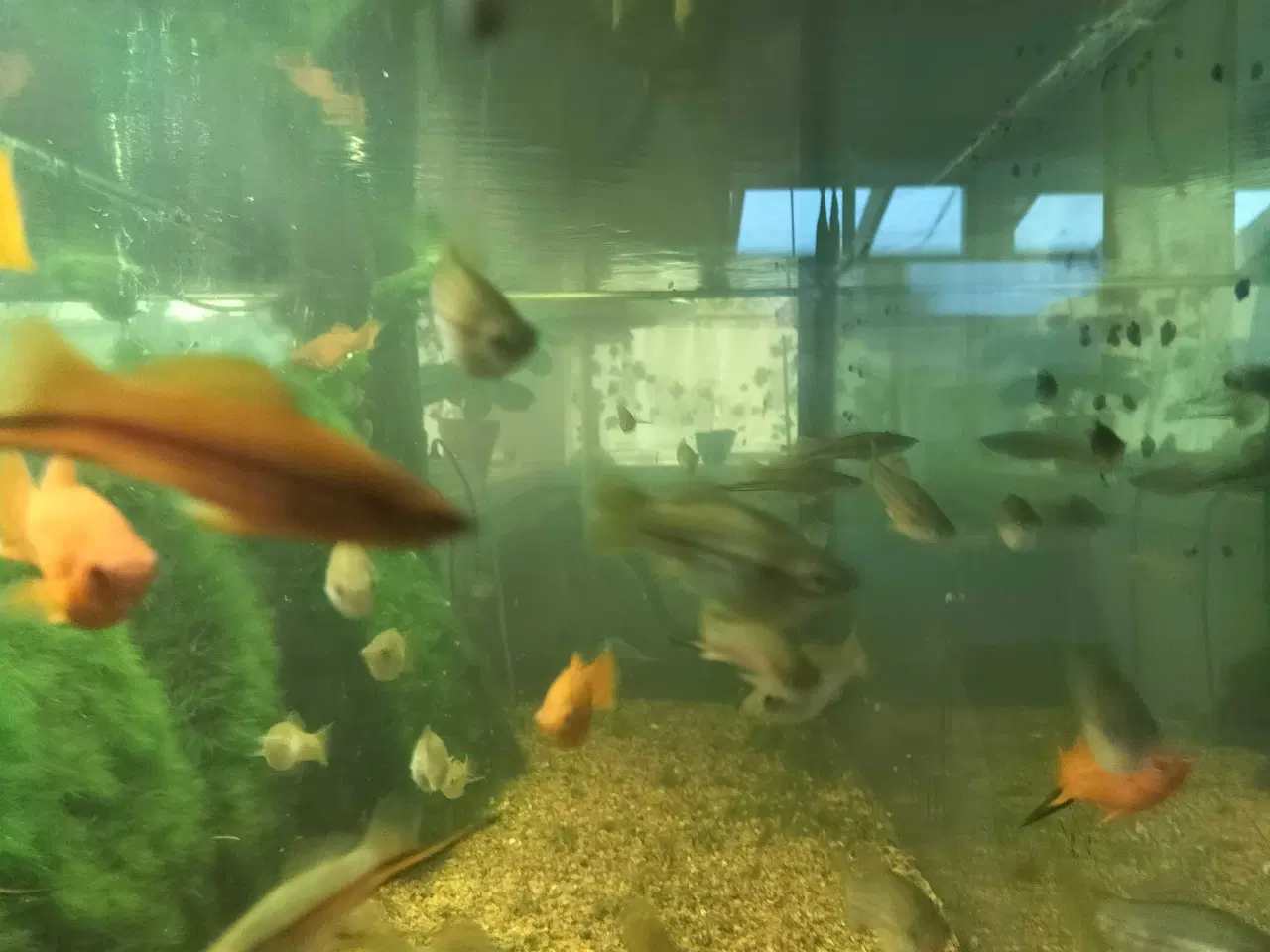 Billede 6 - Stort akvarie 400 liters..