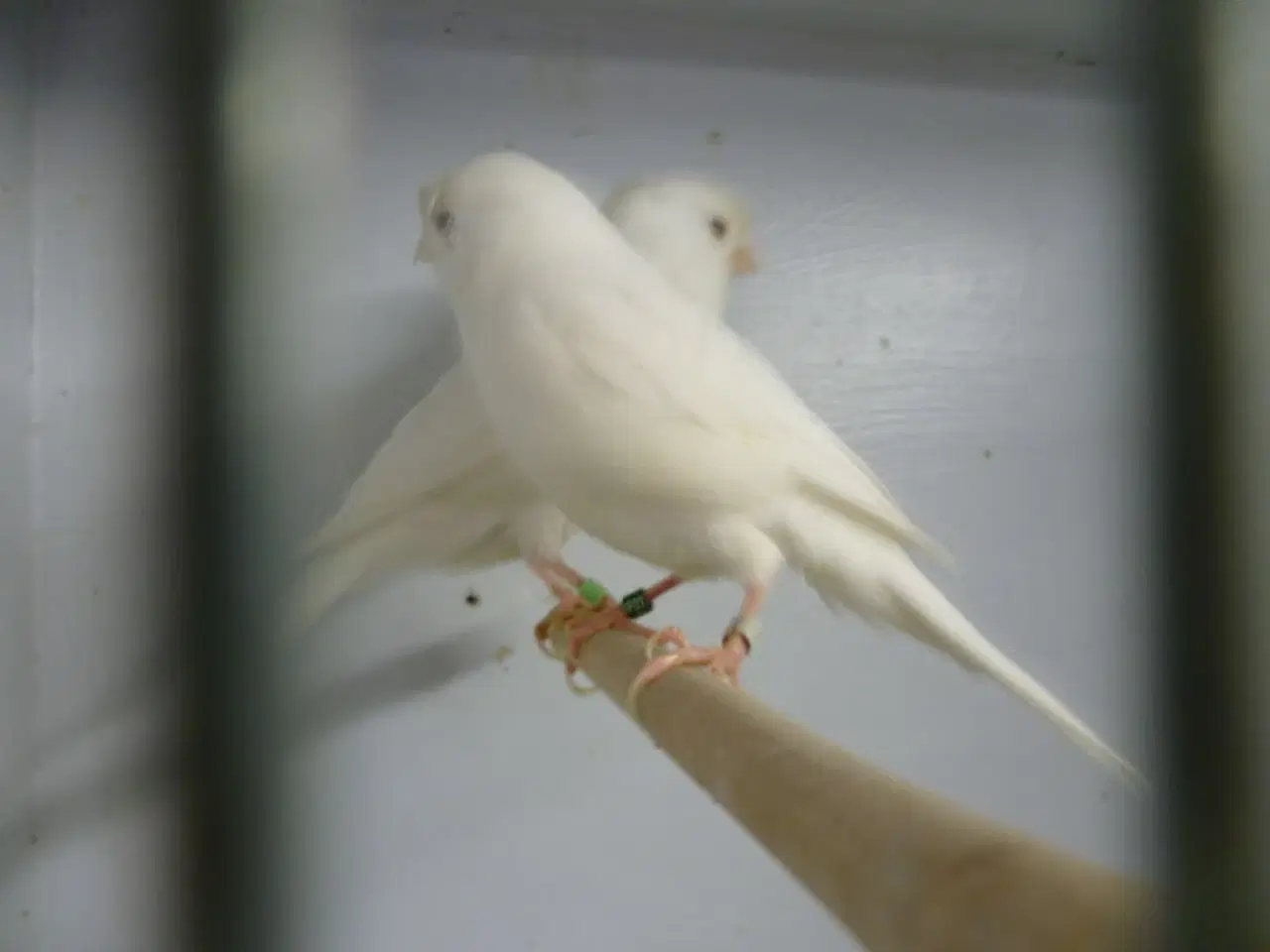 Billede 1 - Hvid recessiv kanarie