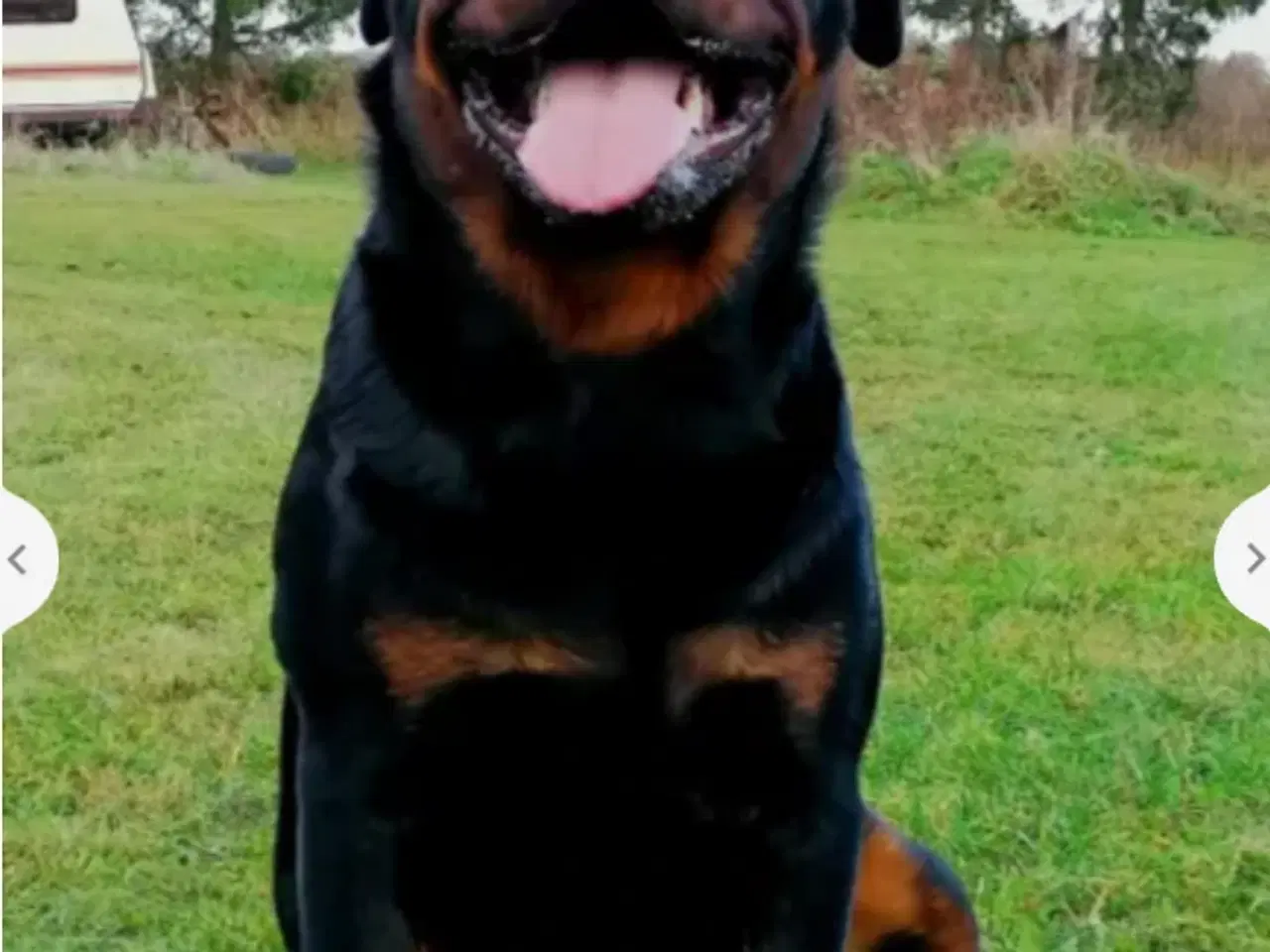 Billede 2 - 5 mdr rottweiler hanner af den gl tunge type