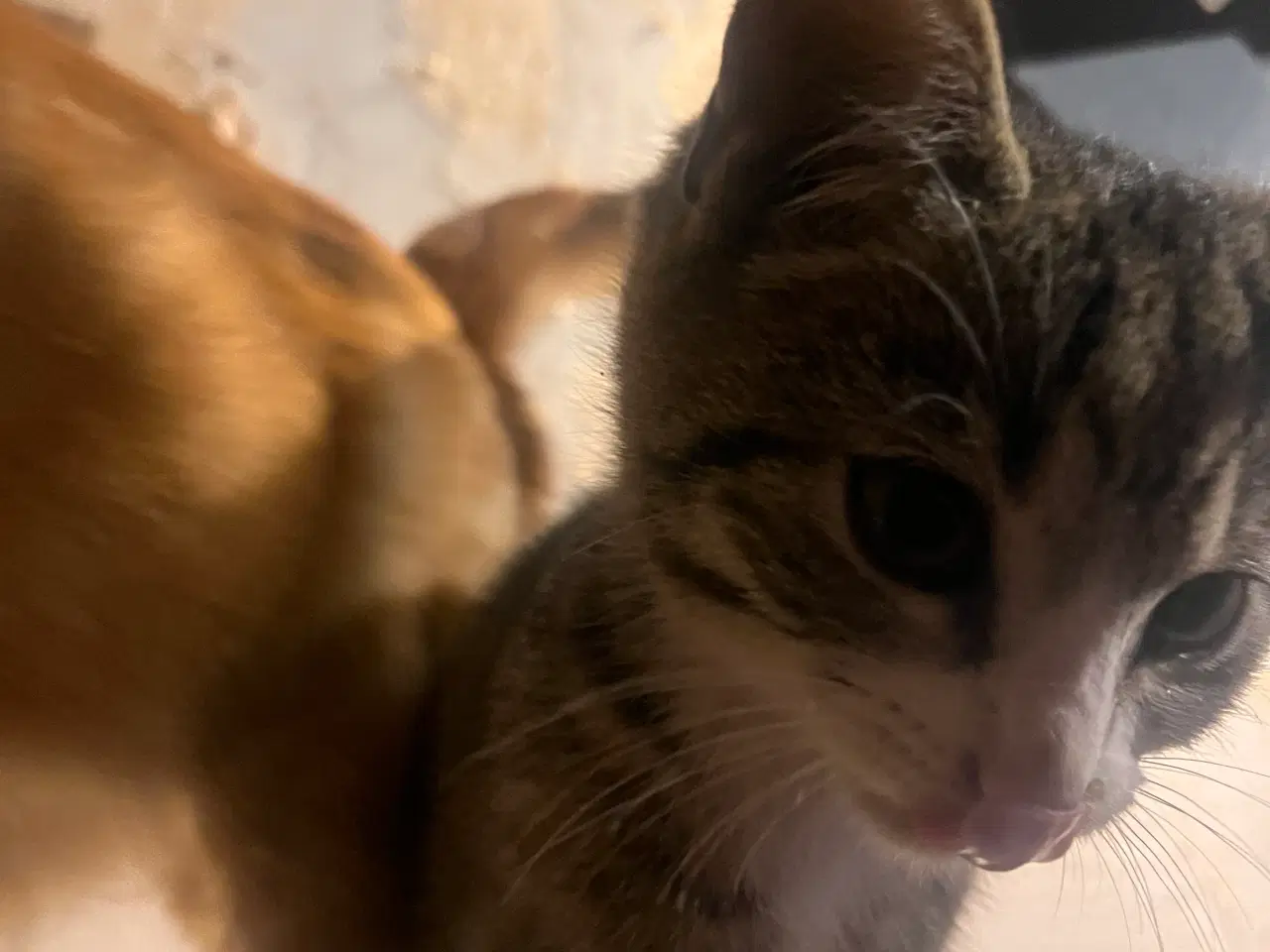 Billede 10 - 2 kuld , Indendørskillinger-afdrag muligt