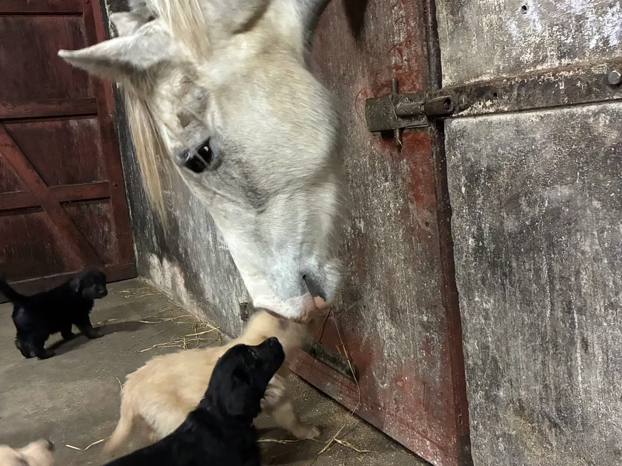 Billede 6 - Super skønne hvalpe klar til at rejse 