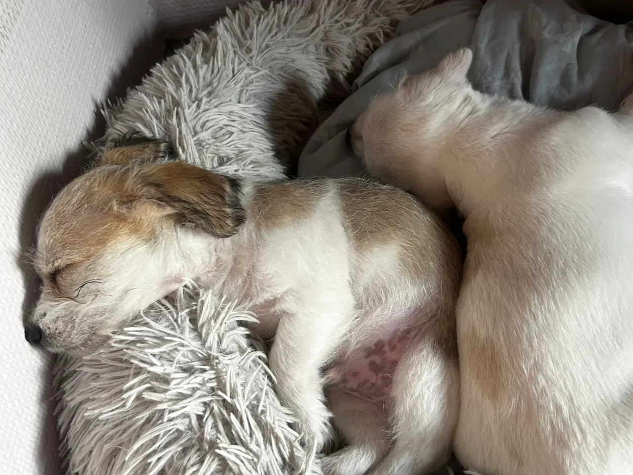 Billede 6 - Bichon frise/chihuahua/malteser hvalpe