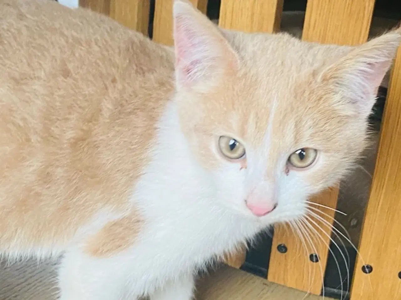 Billede 5 - Søde og kærlige staldkillinger