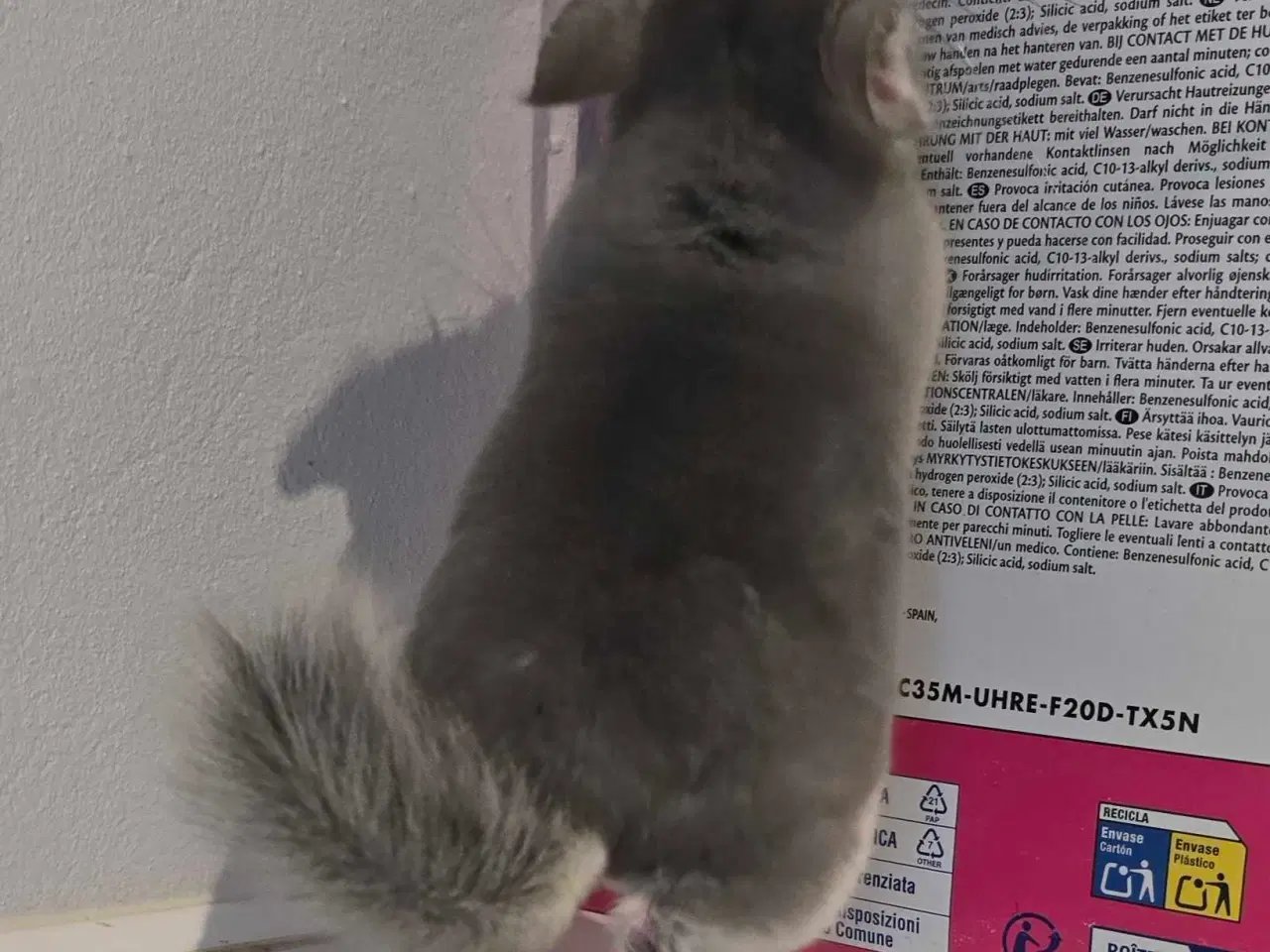Billede 3 - Chinchilla unge
