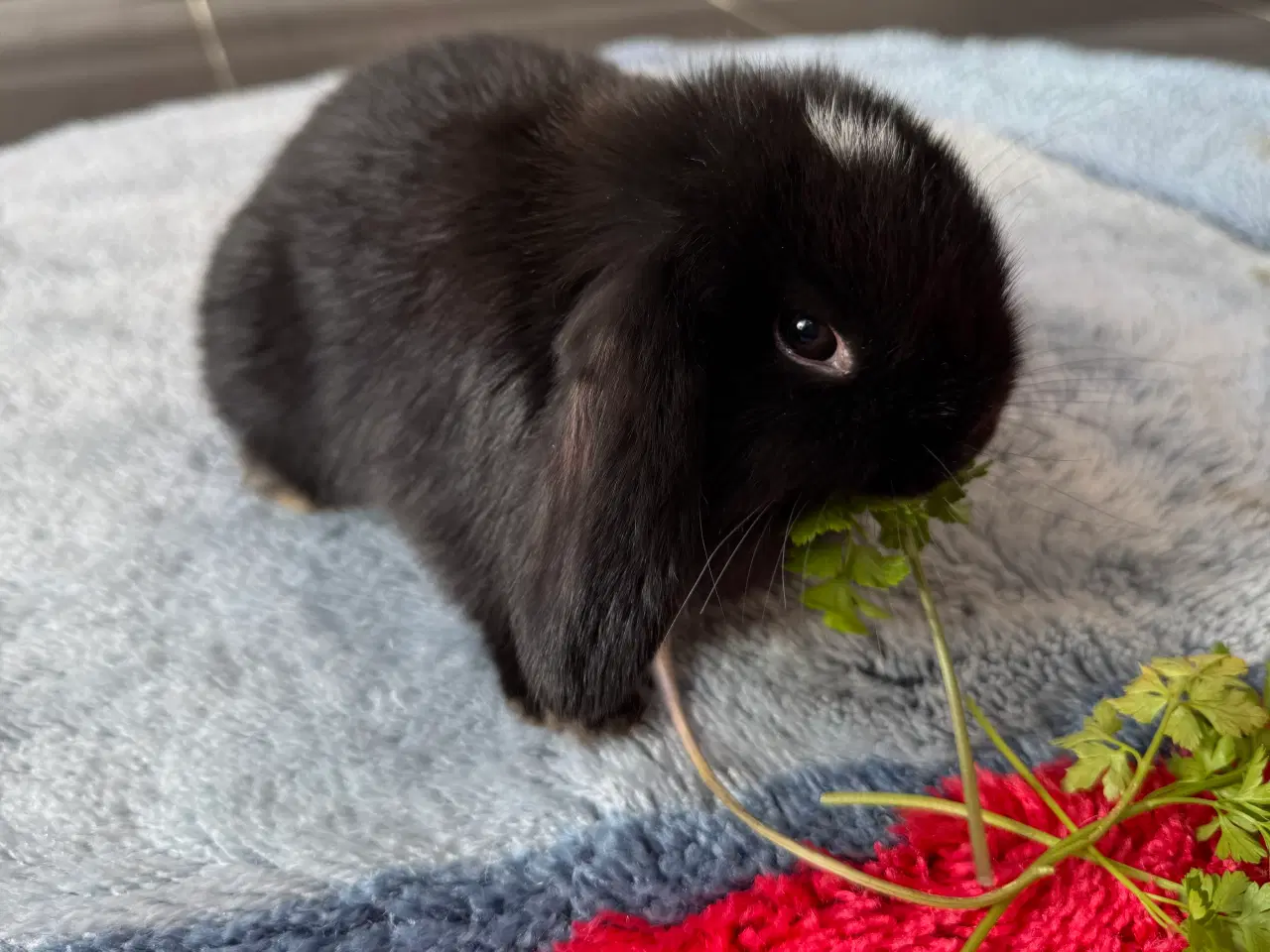 Billede 3 - Mini lop