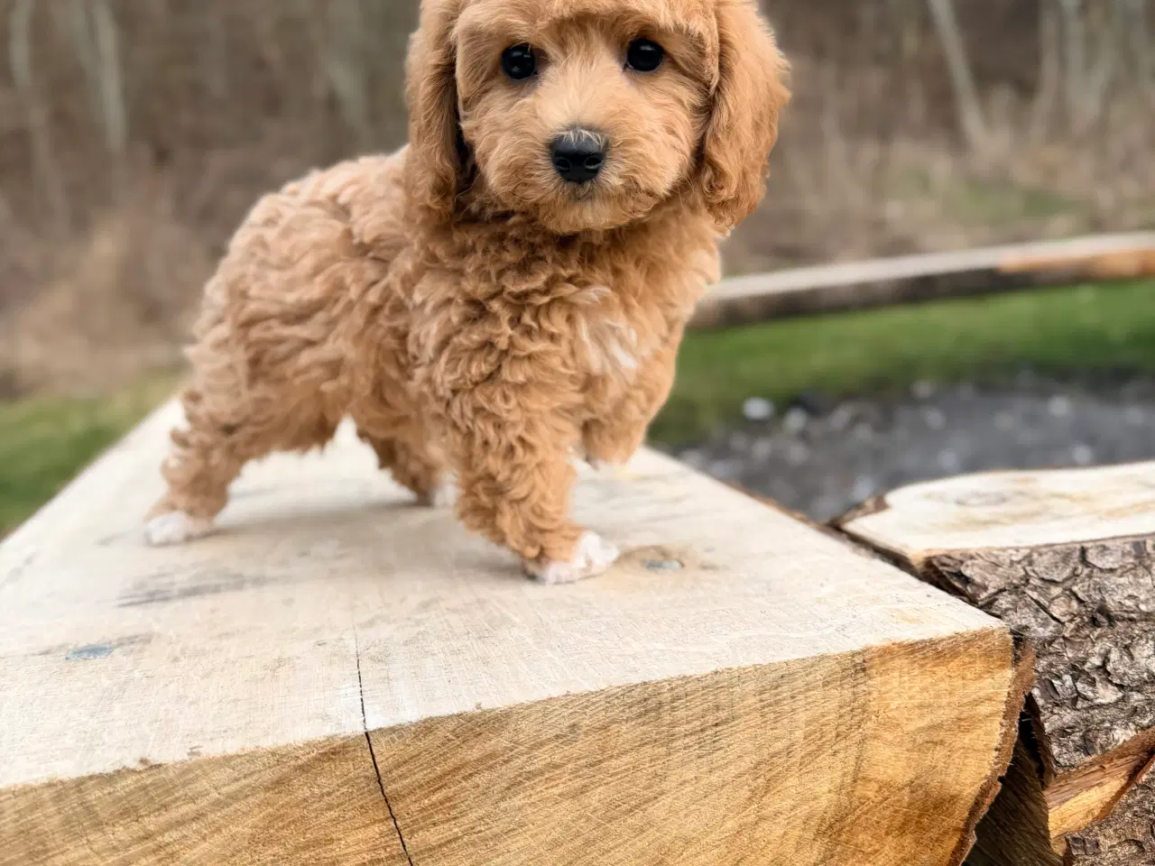 Billede 10 - Pooton dreng rejseklar nu