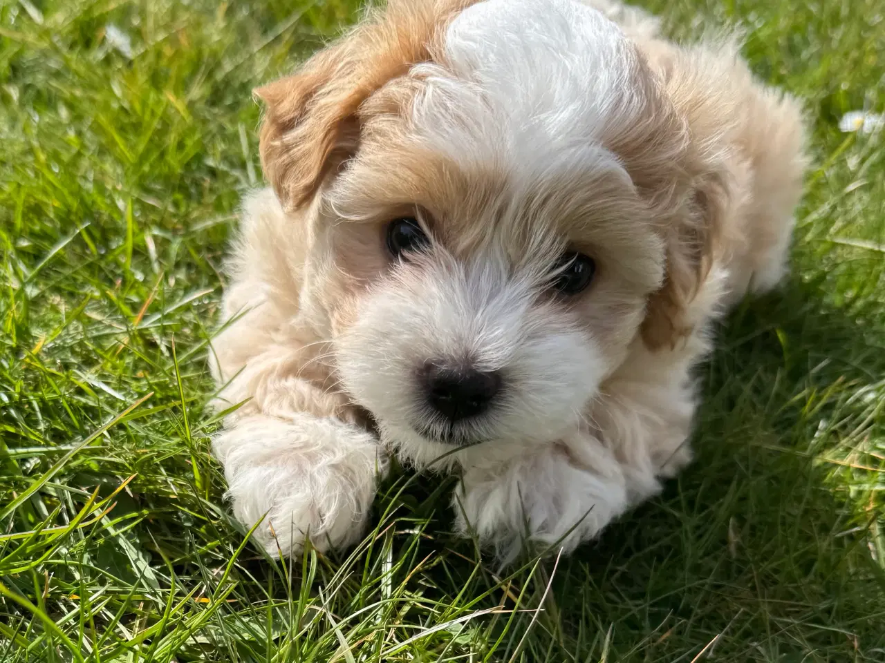 Billede 1 - Bichon Havanais tæve hvalpe med stamtavle 