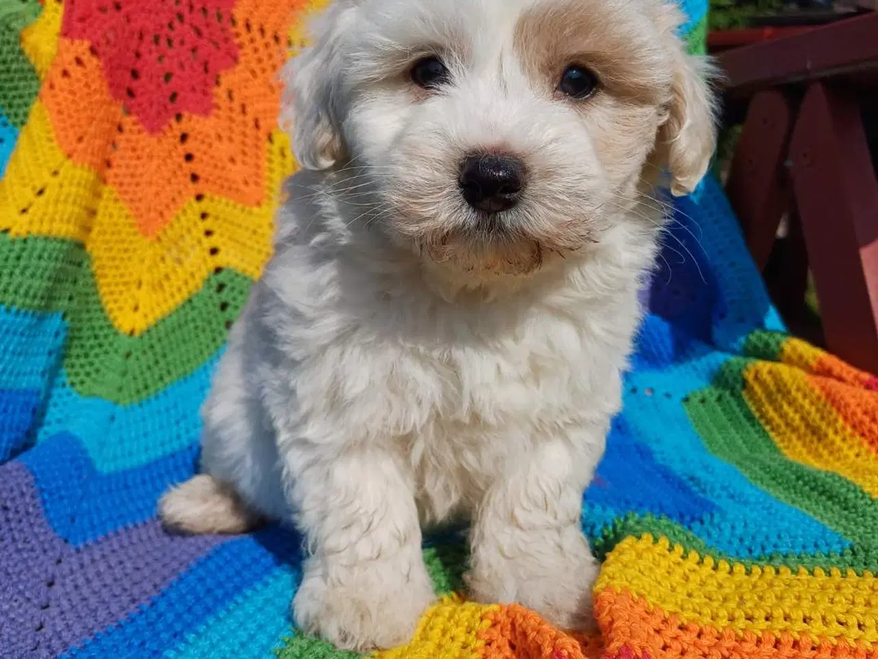 Billede 7 - Maltipoo hvalpe sælges 