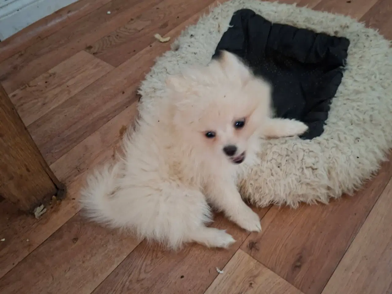 Billede 6 - Chihuahua og pomeranian hvalpe