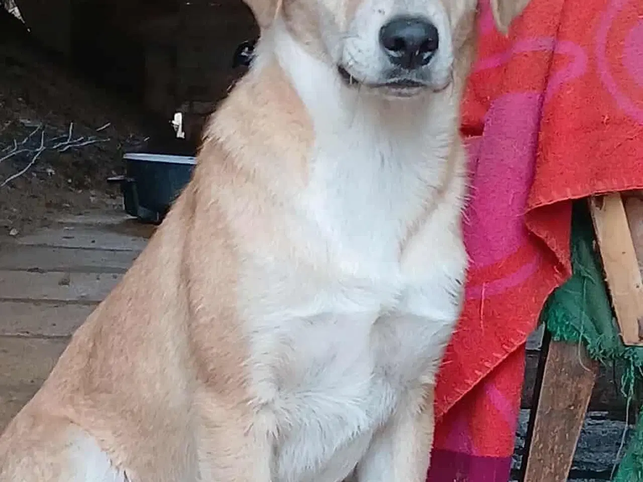 Billede 6 - Dino ønsker sig en familie i julegave