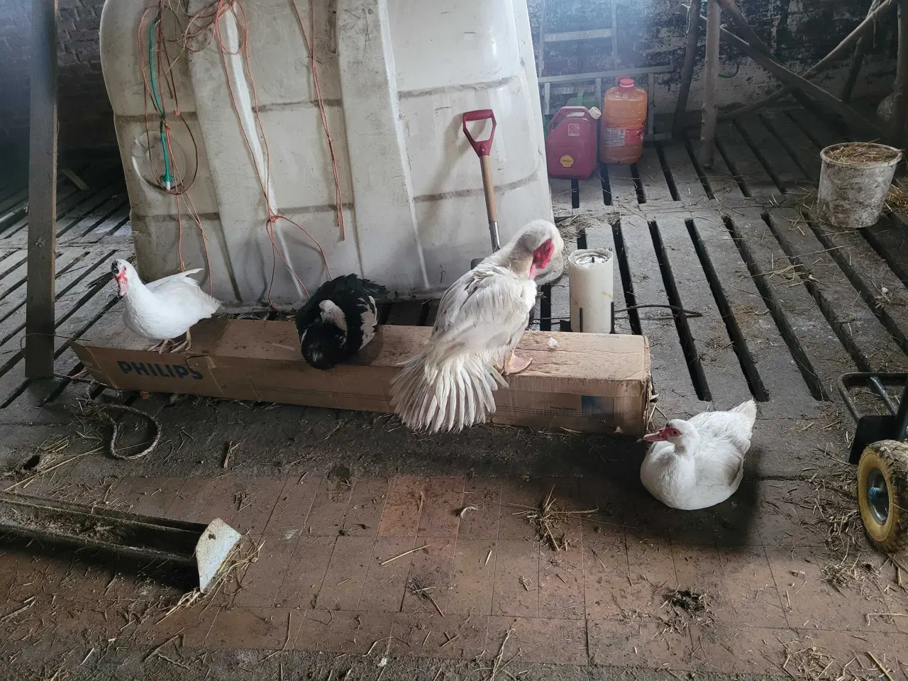 Billede 7 - 13 høns i fuld æglægning plus 8 høne kyllinger