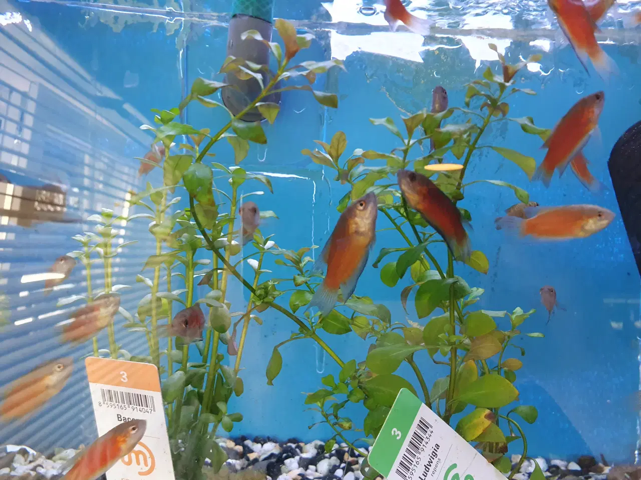 Billede 2 - 🔴🐟 **Røde paradisfisk til salg!** 🐟🔴