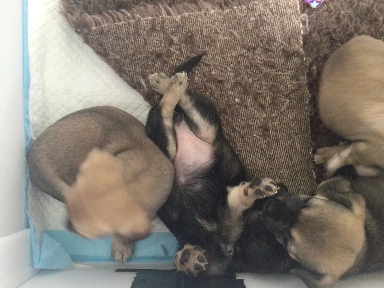 Billede 11 - Chihuahua hvalpe til salg