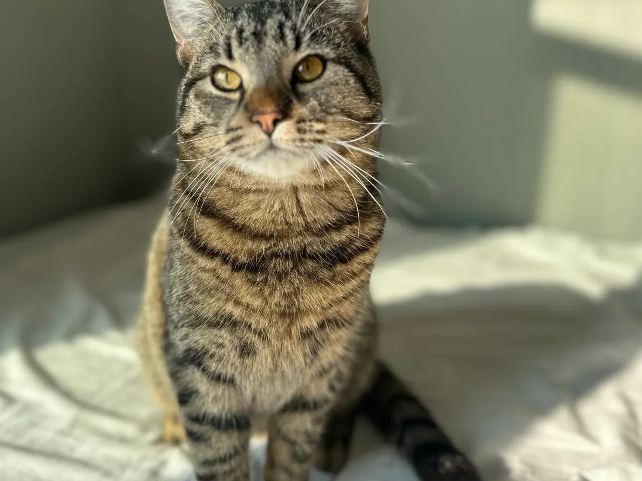 Billede 2 - Alvin søger et kærligt hjem 