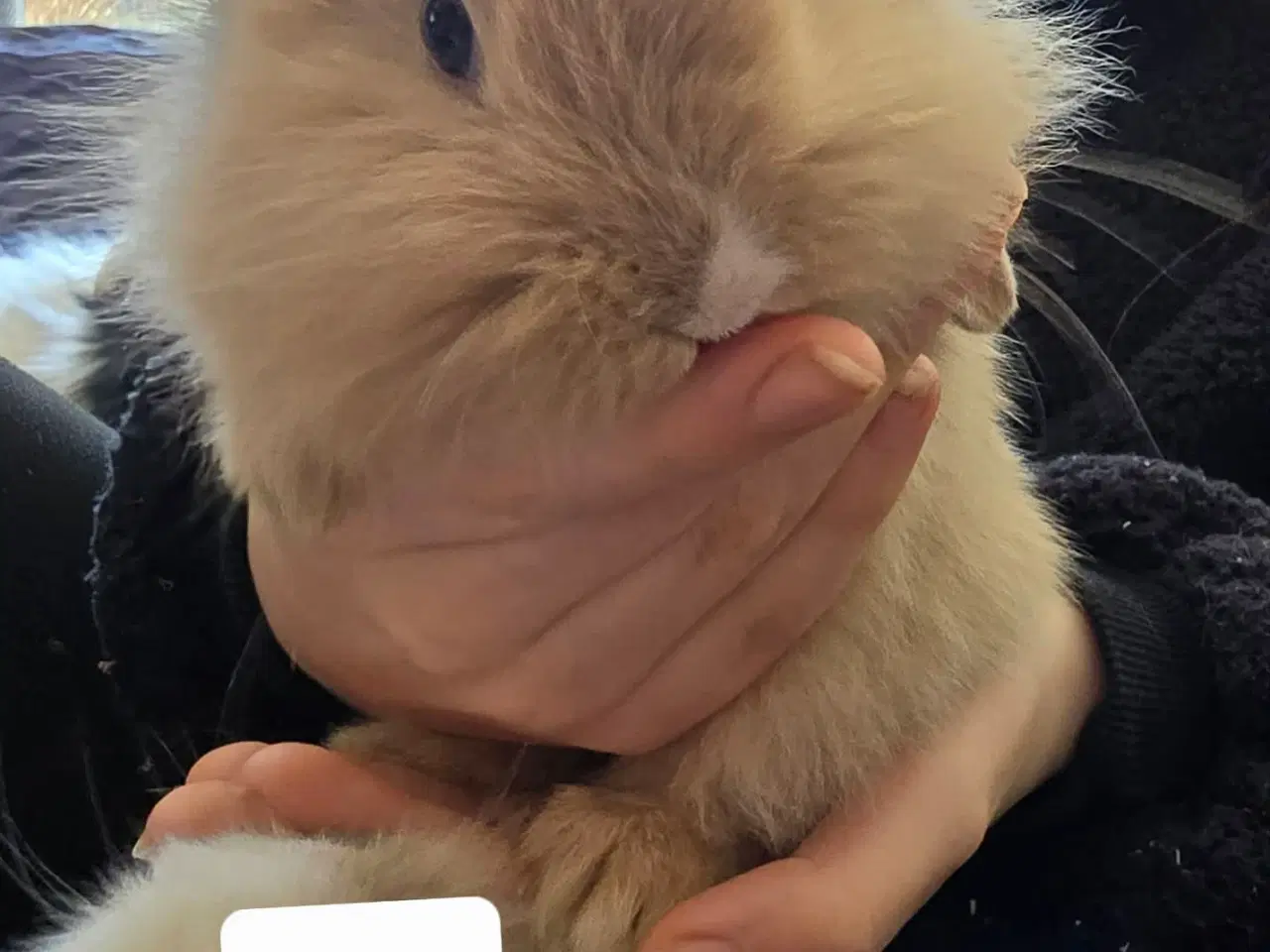 Billede 6 - 4 kælen og søde unger 