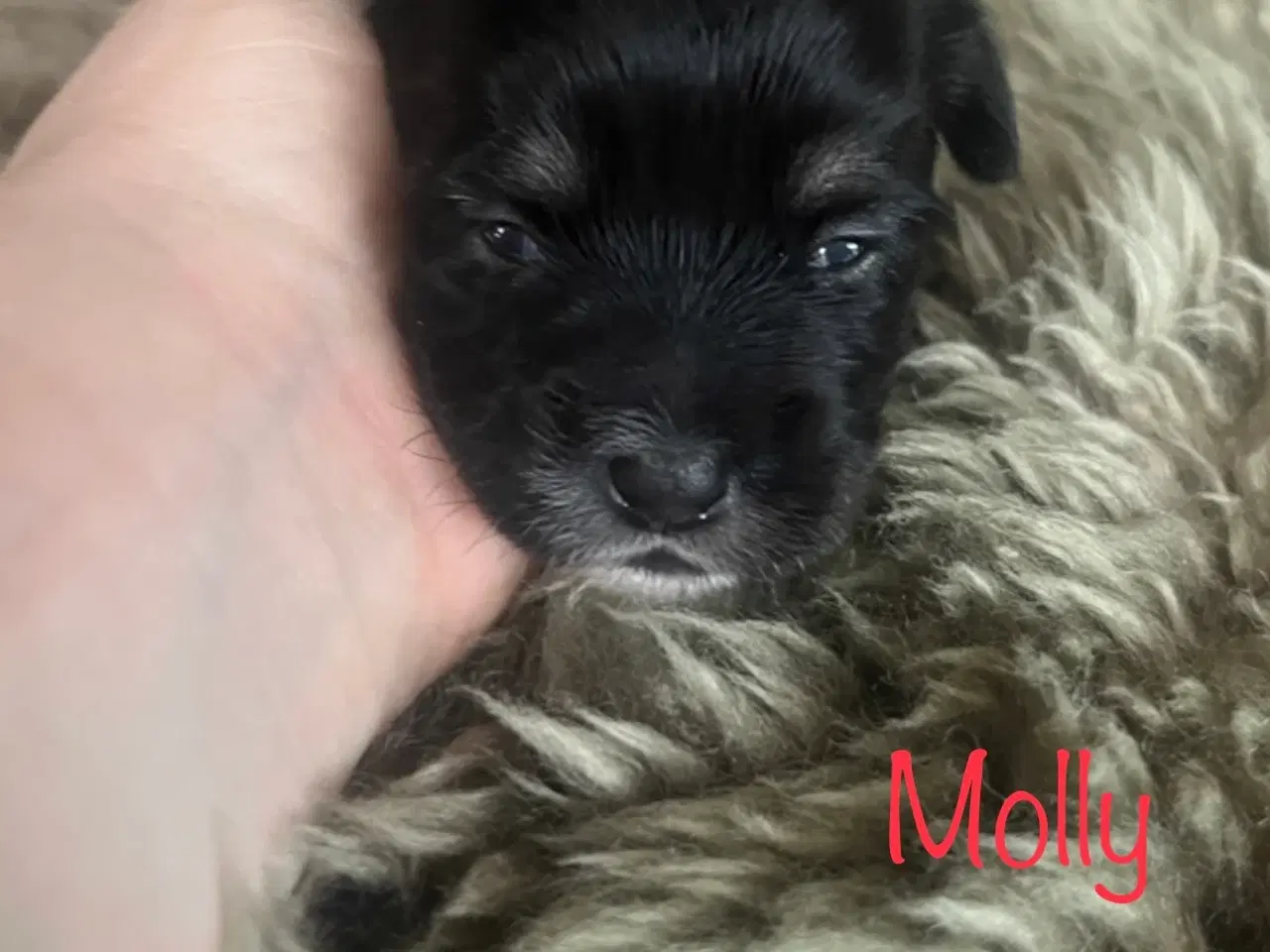 Billede 8 - Skønne shih tzu & bomulds hvalpe 