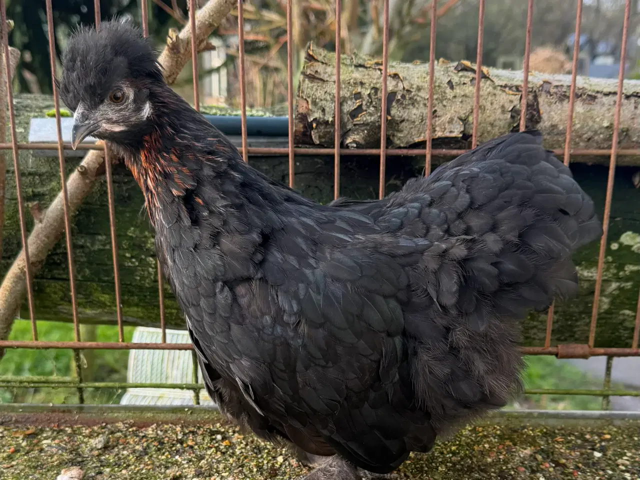 Billede 6 - Dværg kochin og blandings