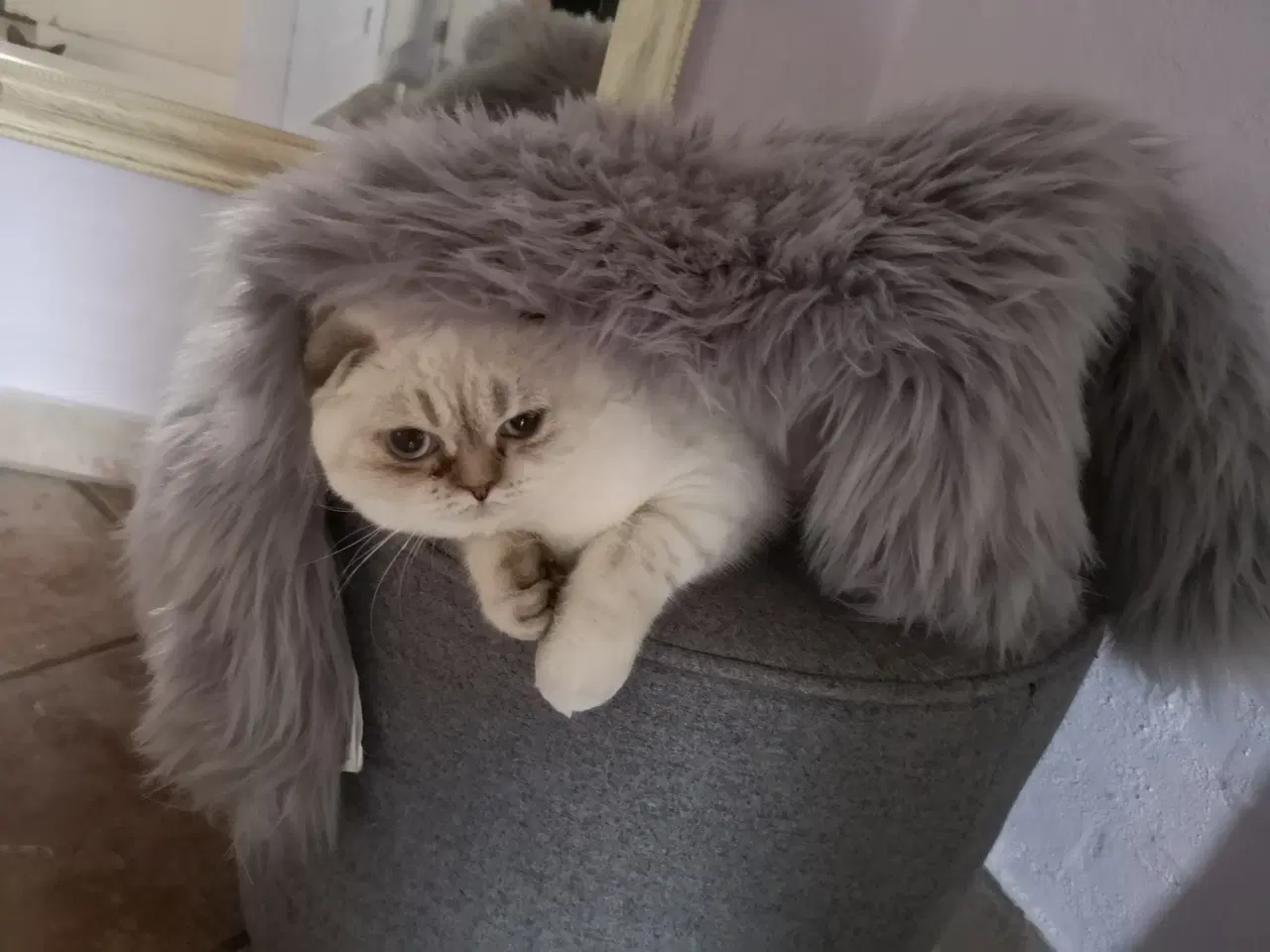 Billede 9 - Scottish fold lynx point 
