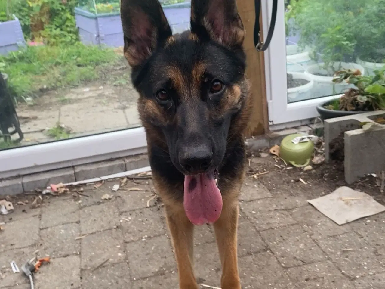 Billede 6 - Schæfer søger nyt hjem 