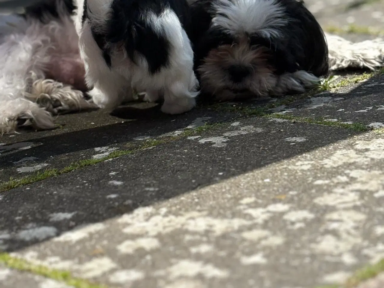 Billede 4 - Skøn shih tzu/malteser han er klar til nyt hjem