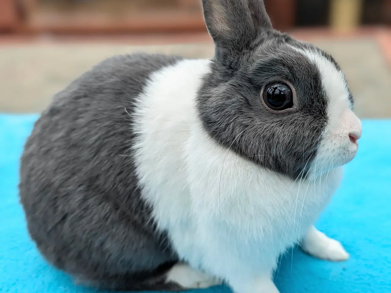 Billede 1 - Hermelin kanin sælges
