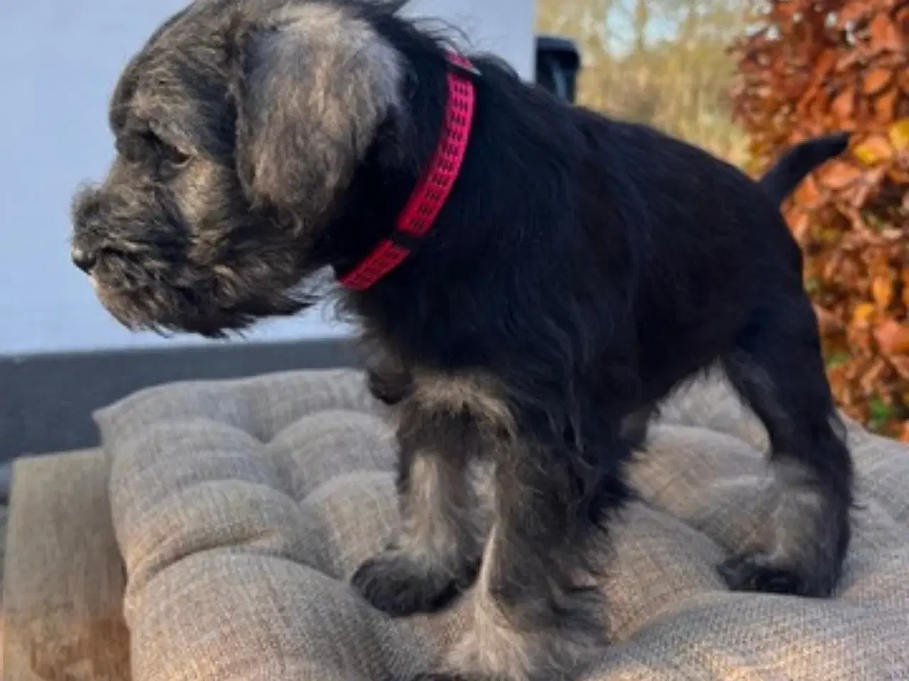 Billede 4 - Dværgschnauzer hvalpe – klar til nyt hjem 15/11-20