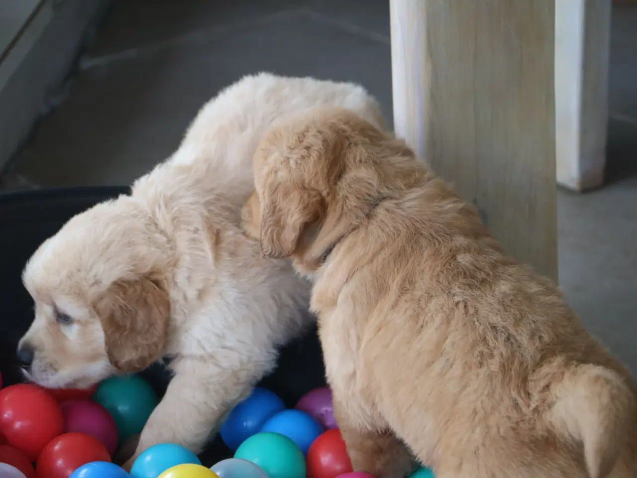 Billede 10 - Verdens smukkeste Golden Retriever hvalpe