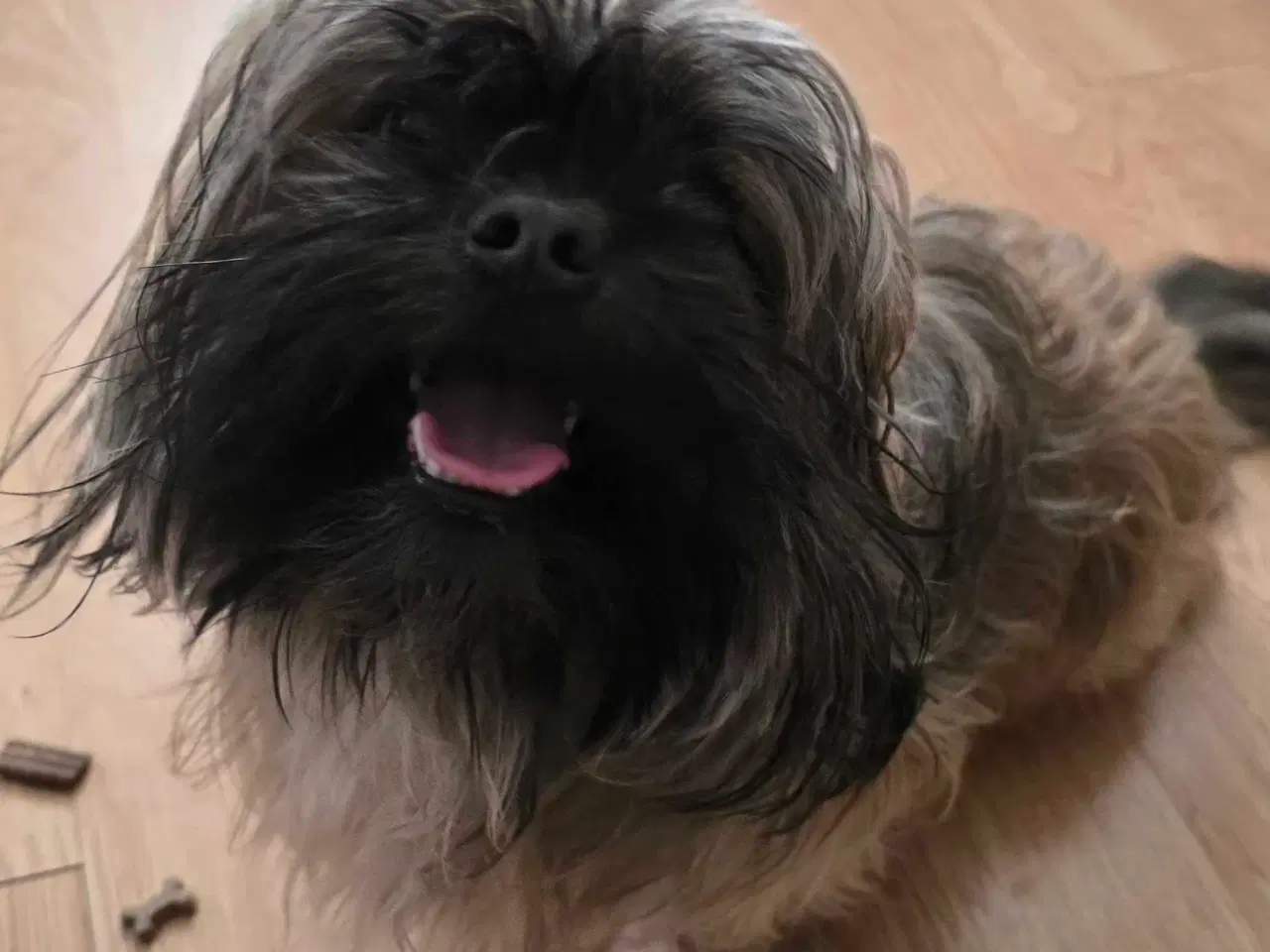 Billede 1 - Smuk dreng tilbyder parring