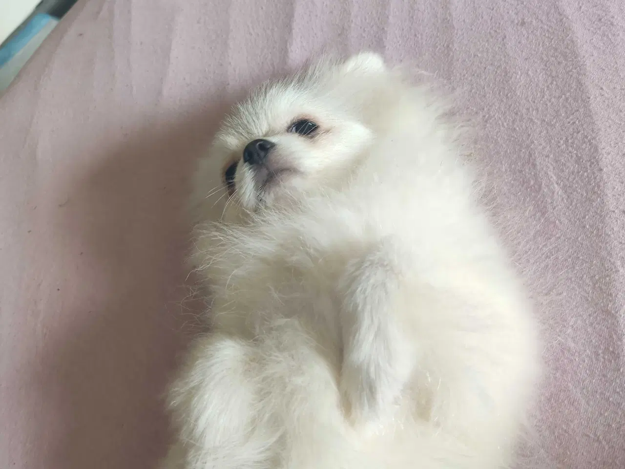 Billede 1 - Mini Pomeranian 