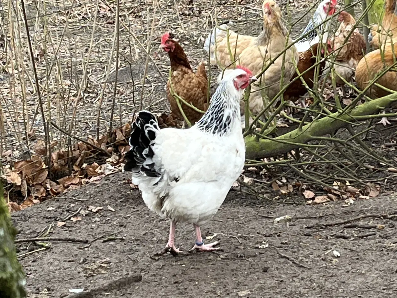 Billede 1 - 🌸 Høns til salg 🌸