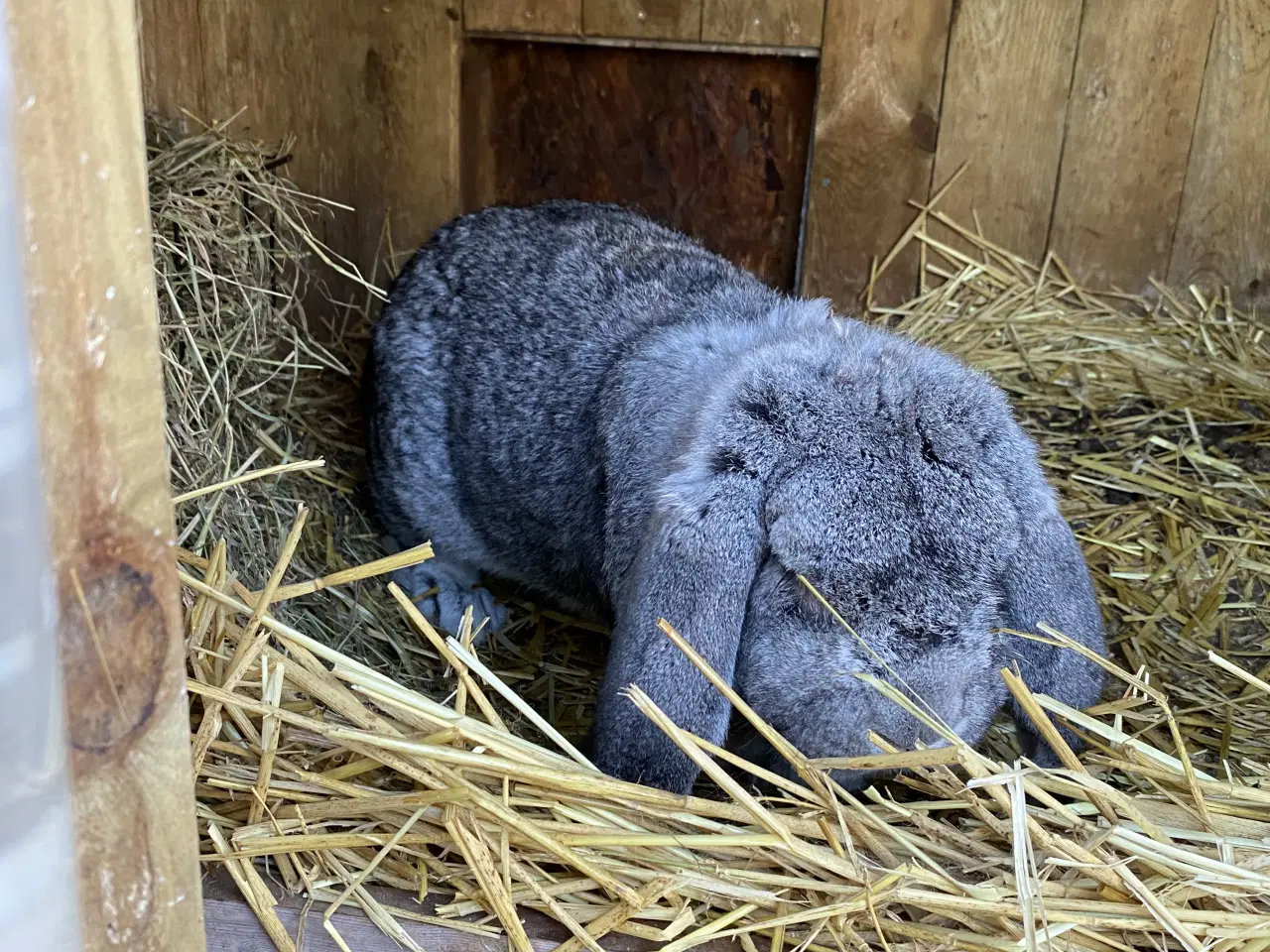 Billede 2 - Fransk vædder sælges