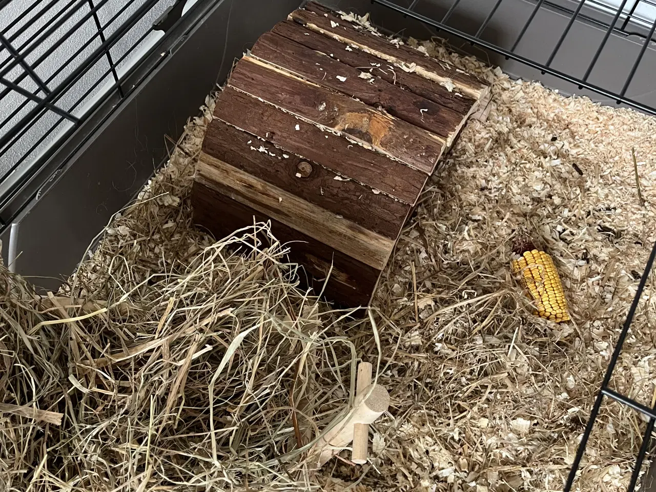 Billede 4 - Søde og håndtamme marsvin sælges 🐹