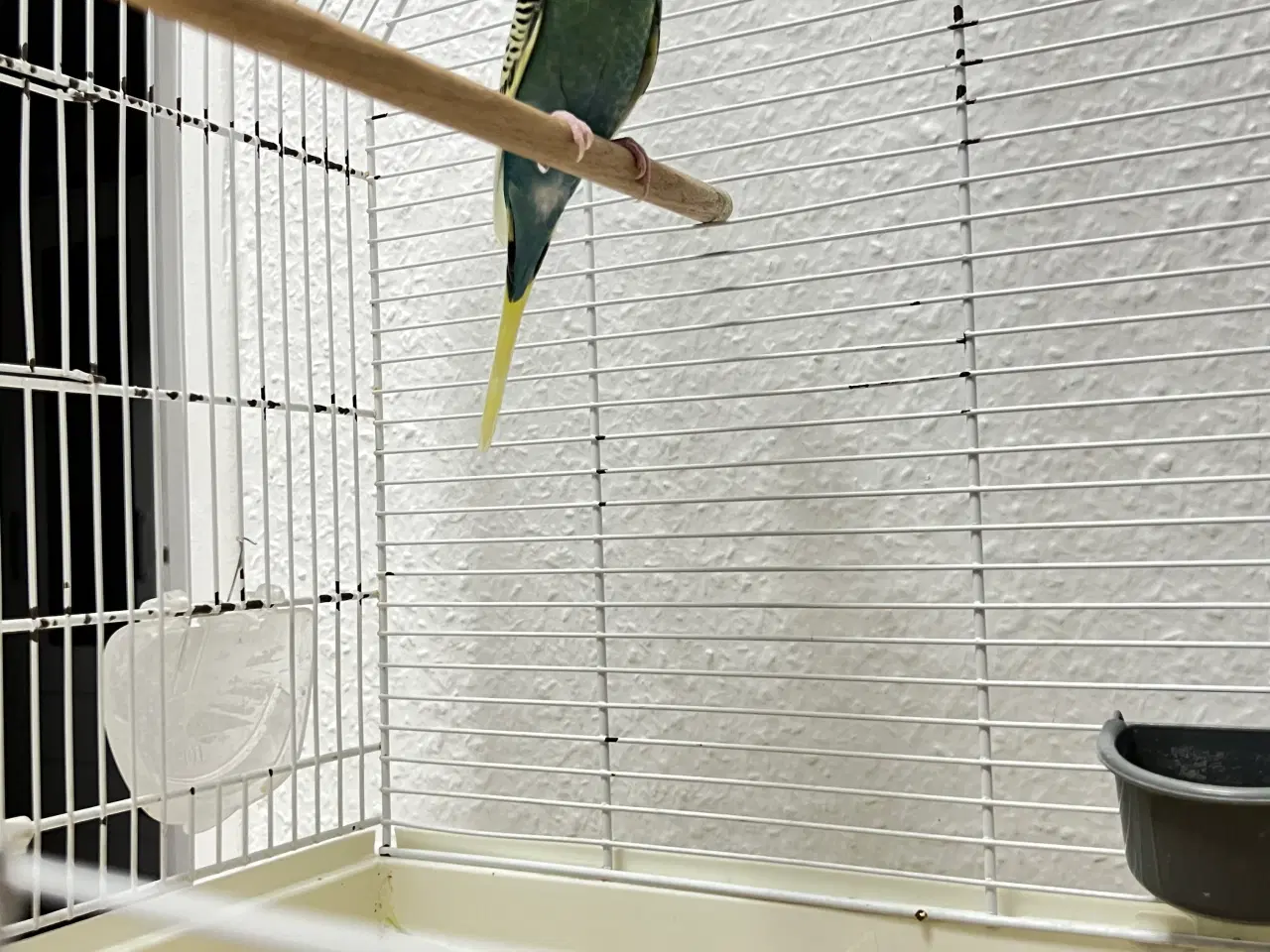 Billede 2 - Flot blå hun undulat søger nyt hjem