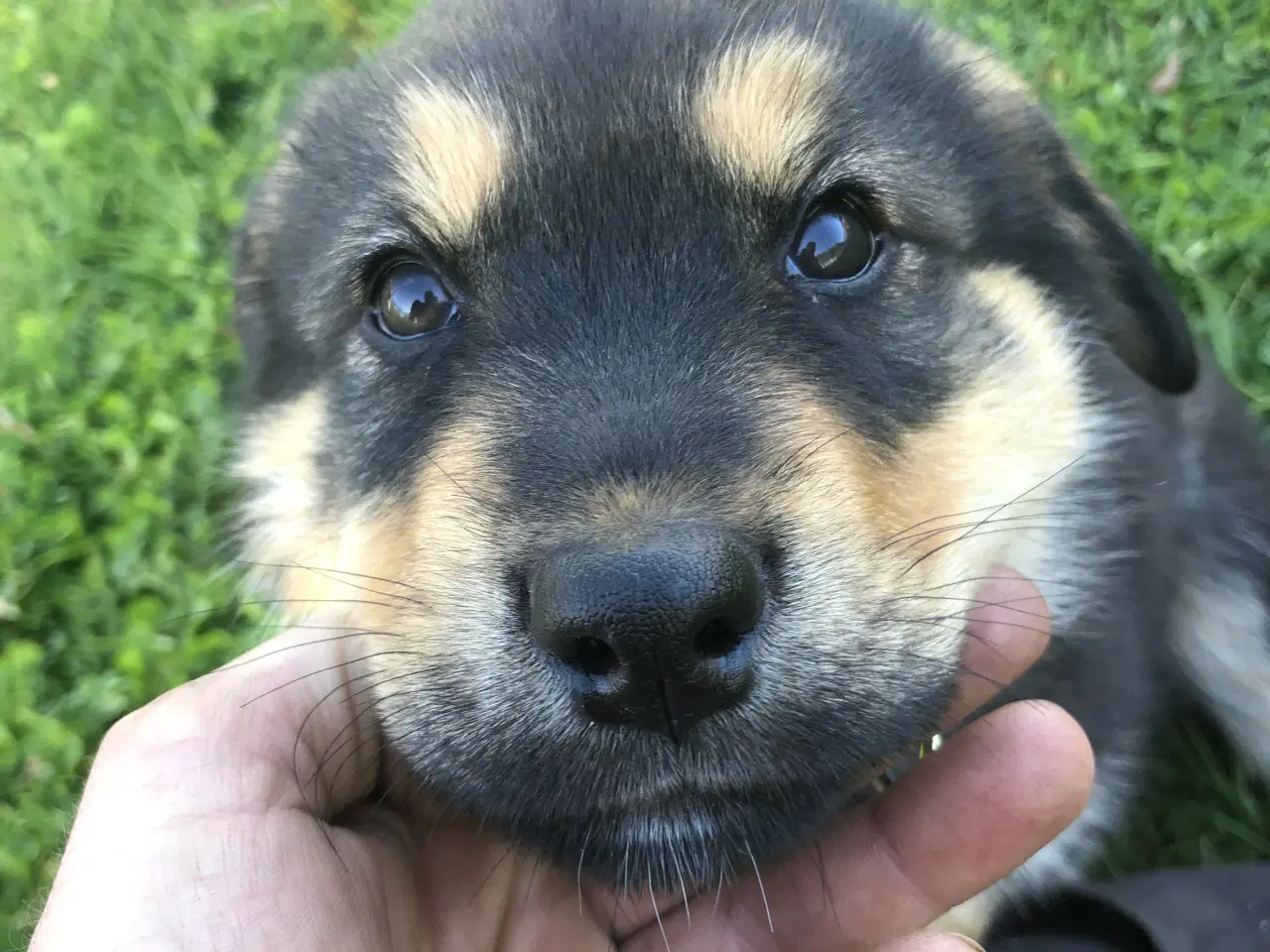 Billede 10 - De smukkeste rottweiler/alaskan malamut hvalpe 