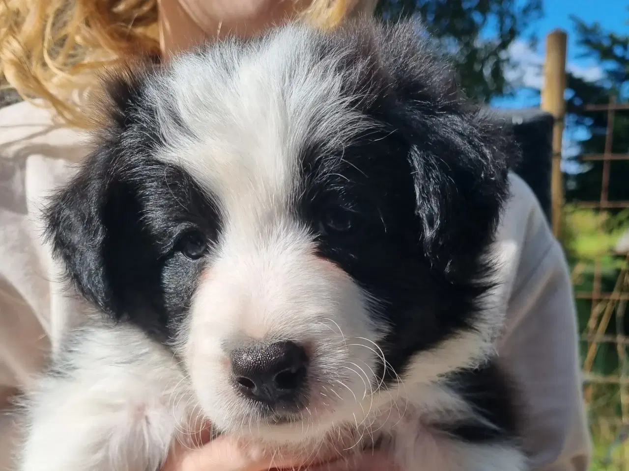 Billede 5 - Border colliehvalpe med stamtavle