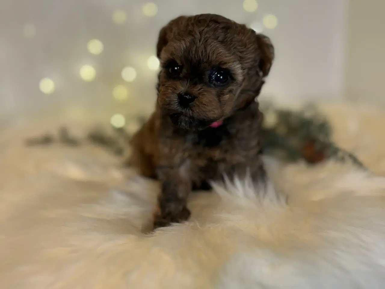 Billede 7 - Pomapoo f1b